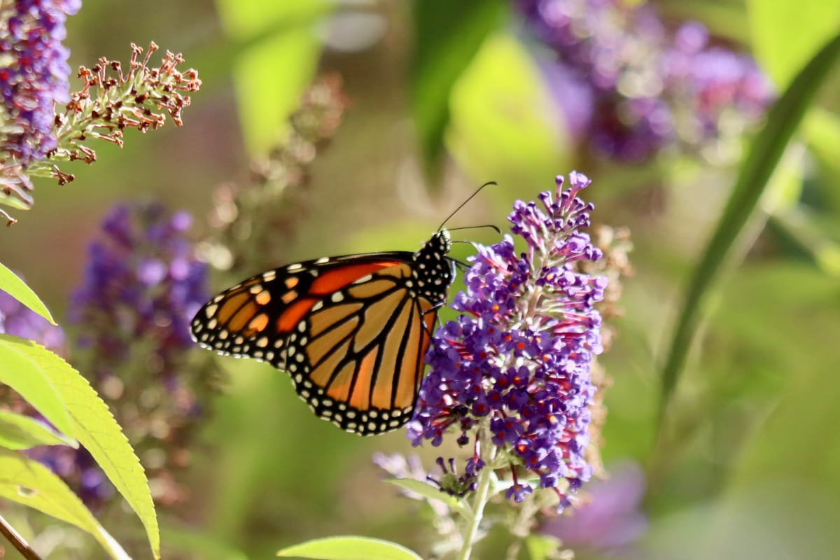 An orange monarch butterfly resting on a purple butterfly bush blossom