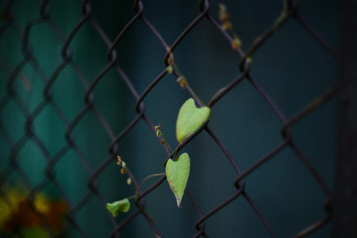 Photo of a chain-link fence with several small, green, heart-shaped leaves growing on the wire