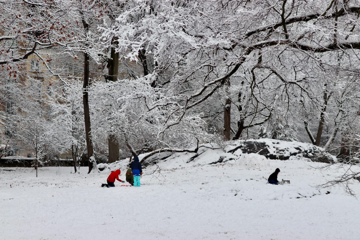 Children playing in the snow under snow covered trees.