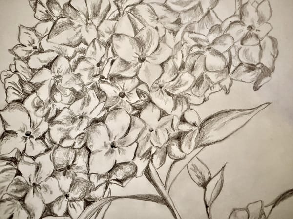 On Slowing Down & Looking Closely