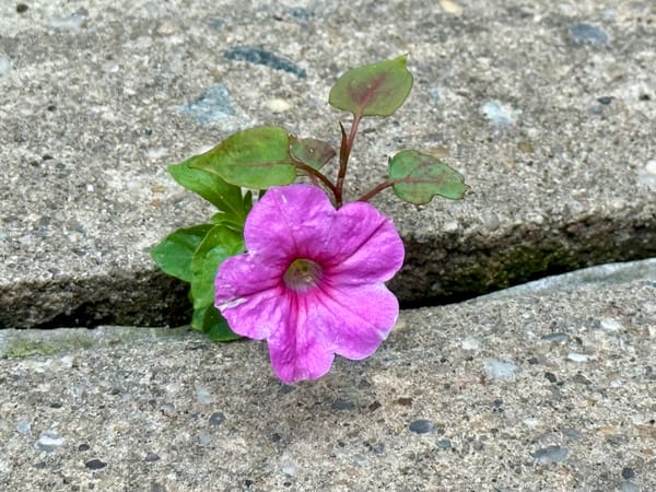 Growing Through the Cracks