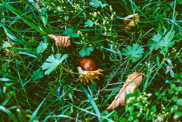 A seedpod nestled in grass and leaves