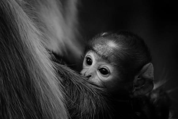 Photo of a baby chimpanzee snuggled in its mother's fur, looking out