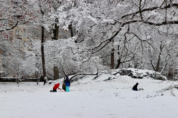 Children playing in the snow under snow covered trees.