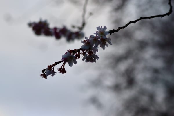 A thin branch with small cherry blossoms blooming near the end of the branch.
